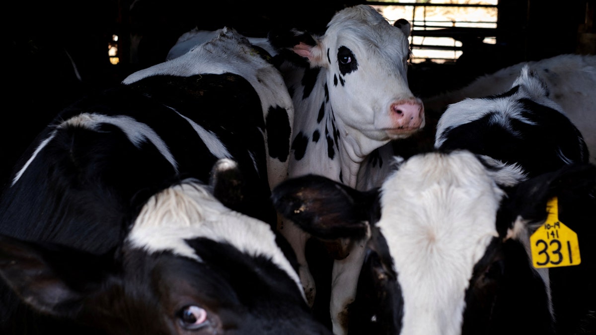 Cows are crowded in a pen at a cattle farm.