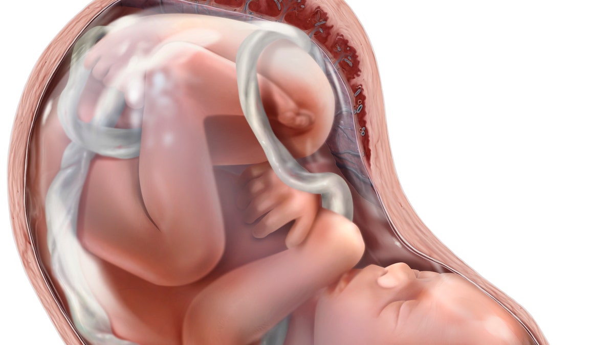 Image of baby in mother's stomach with umbilical cord