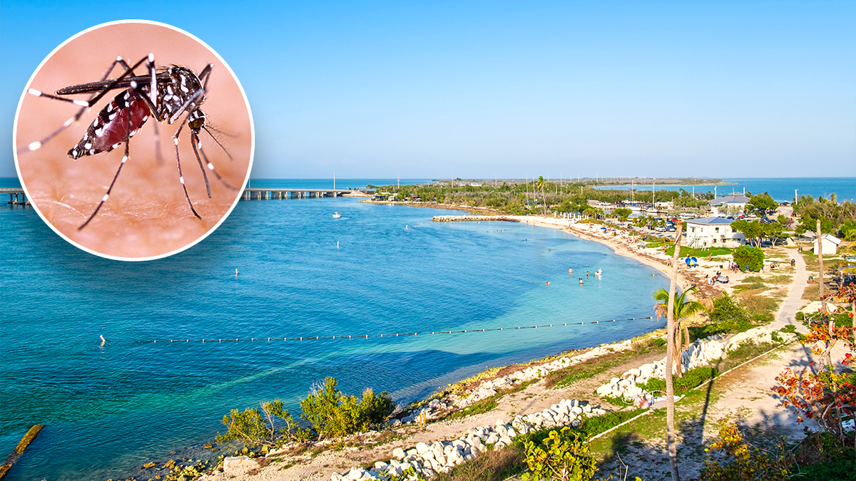 graphic of florida keys coastline and a mosquito