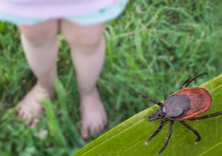 Tick-borne Wetland virus, newly discovered in China, could cause damage to brain, researchers say