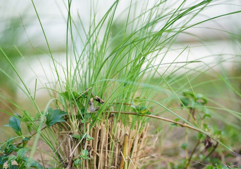 Potential health benefits of vetiver oil in aromatherapy, according to an expert