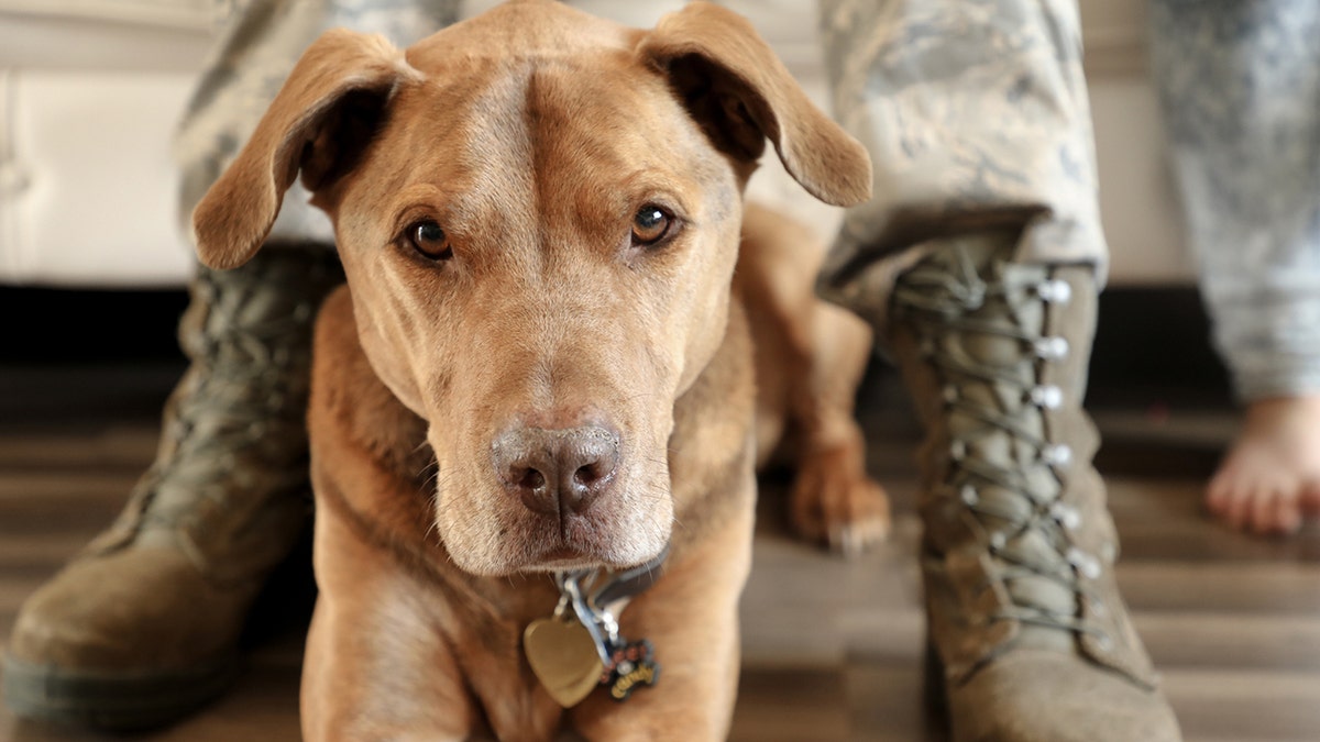 a dog sitting in front of his veteran