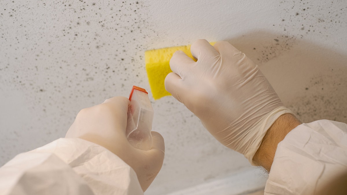 A cleaning service worker removes mold from a wall using a sprayer 