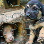 Puppies rescued from Hurricane Helene to be rehomed with military veterans, first responders