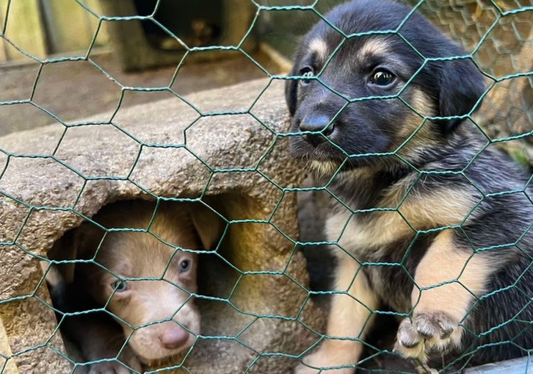 Puppies rescued from Hurricane Helene to be rehomed with military veterans, first responders