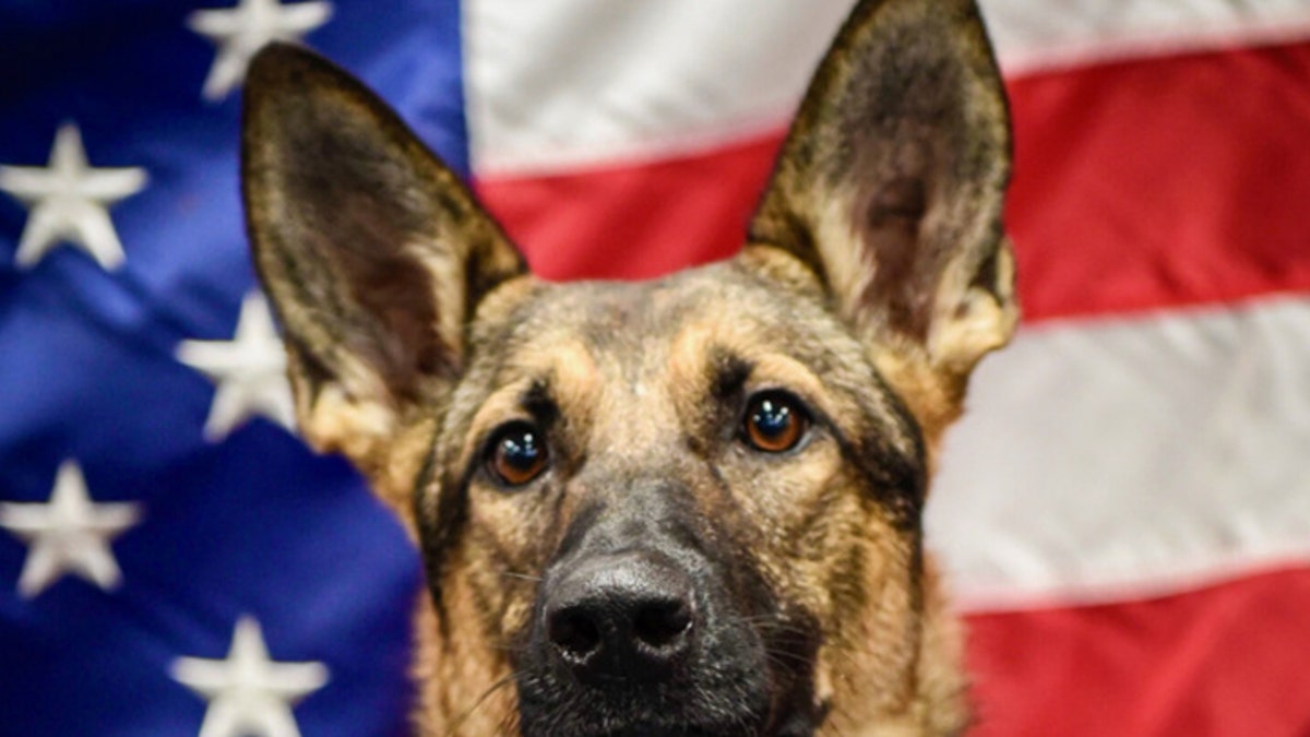 Niki Military dog finalist