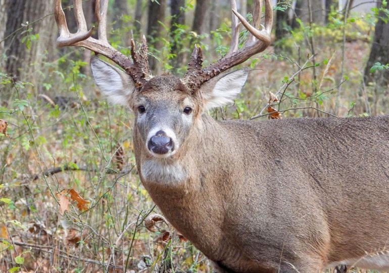 Hunters suffer fatal heart attacks while dragging heavy deer, state department reports