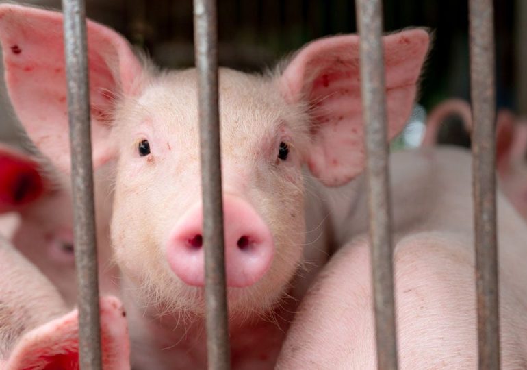 Pig infected with bird flu for first time in US, health officials confirm