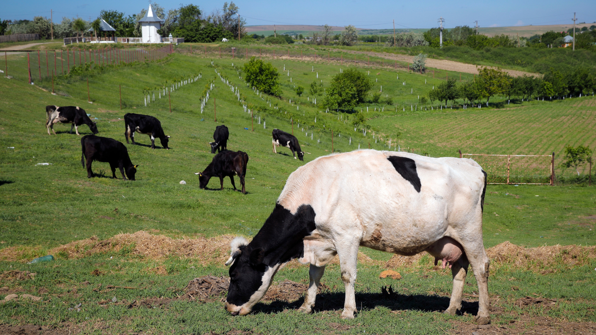 Cows grazing in a field.